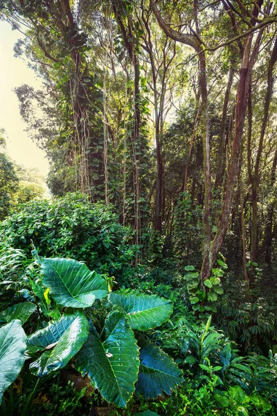 Ζούγκλα Στη Χαβάη Τοπίο Της Φύσης — Φωτογραφία Αρχείου
