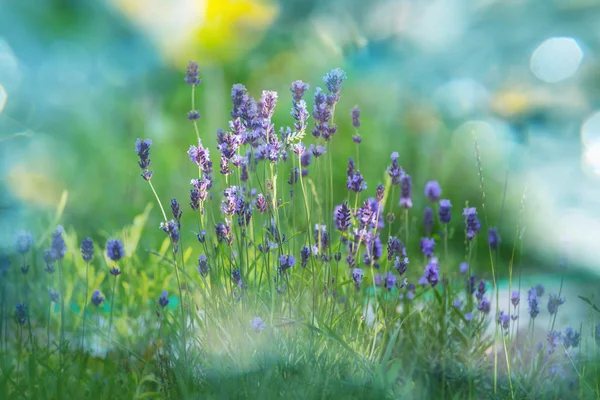 Flores Lavanda Fundo Verde — Fotografia de Stock