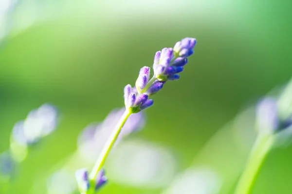 緑の背景にラベンダーの花 — ストック写真