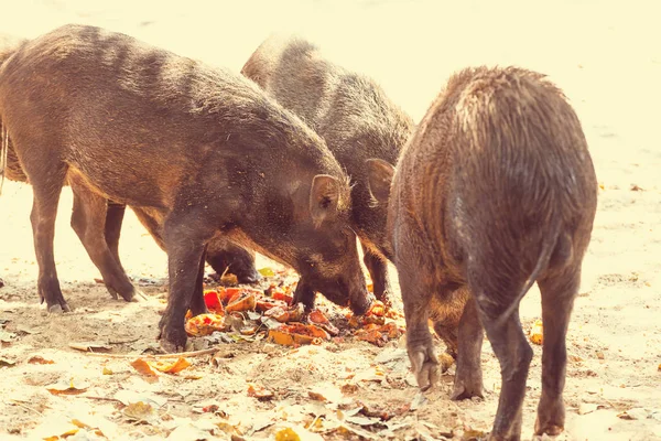 Beautiful little pigs. Wild boar.