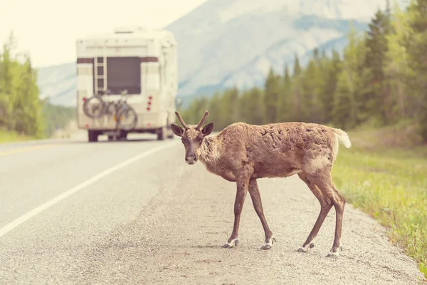 道路上のノルウェーのトナカイ — ストック写真