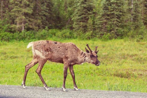 Renar Norge Väg — Stockfoto