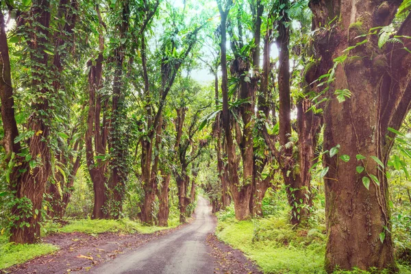 Chemin Terre Dans Jungle Reculée Big Island Hawaï — Photo