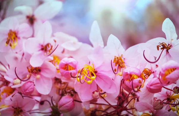 Exotische Bloemen Tropische Tuin — Stockfoto