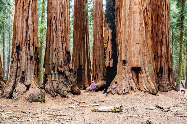 Man Sequoias Forest Summer Season — Stock Photo, Image