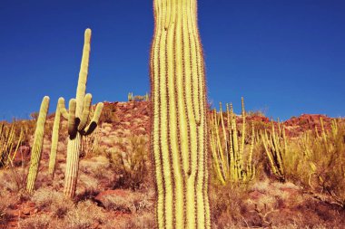 Saguaro Milli Parkı manzaralı görünüm 