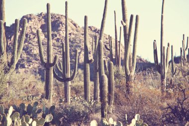 Saguaro Milli Parkı manzaralı görünüm 