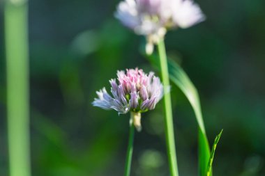 Güzel çiçeklerin yakın çekimi. Çiçek arkaplanı için uygun.