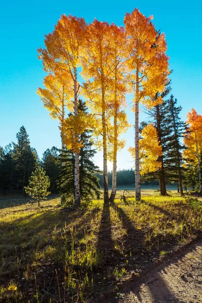 Sarı tonlarda sonbahar sahnesi