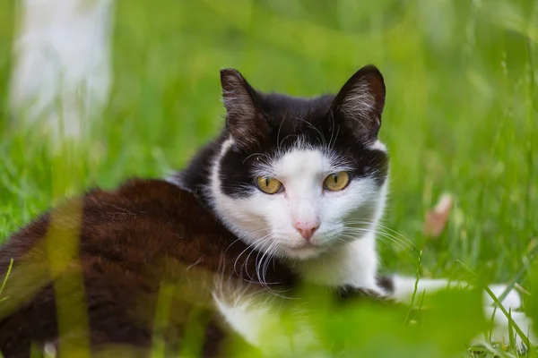 Gato Hierba Verde — Foto de Stock