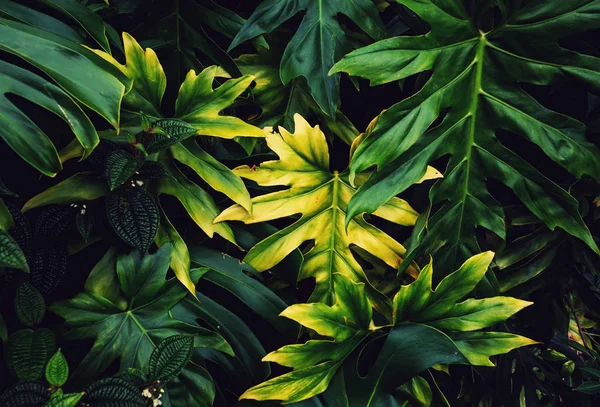 Vacker Tropisk Trädgård Hawaii Island — Stockfoto