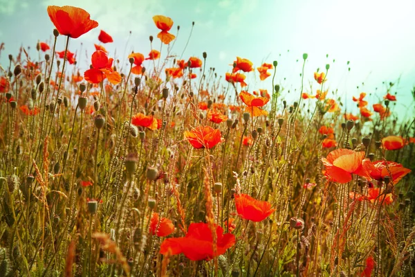 阳光明媚的日子里 草原上的野红罂粟 点点滴滴装饰 — 图库照片