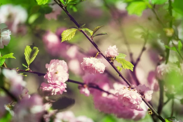 杏仁树粉红花 — 图库照片