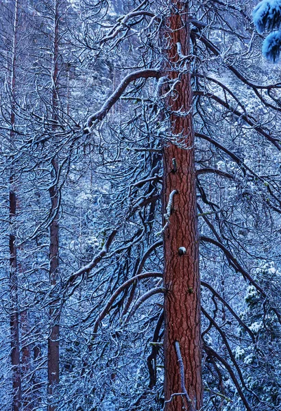 Malerischer Schneebedeckter Wald Winter — Stockfoto