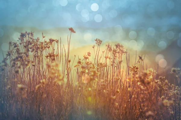 Bergwiese Bei Sonnigem Tag — Stockfoto