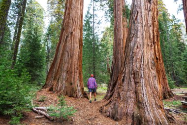Yaz mevsiminde Sequoias Ormanı