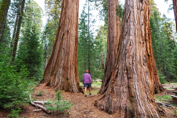 Yaz mevsiminde Sequoias Ormanı