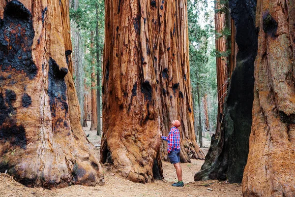 Foresta Delle Sequoie Nella Stagione Estiva — Foto Stock