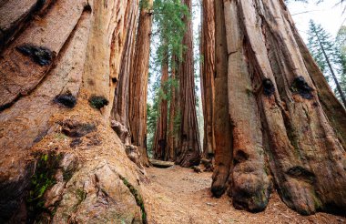 Yaz mevsiminde Sequoias Ormanı