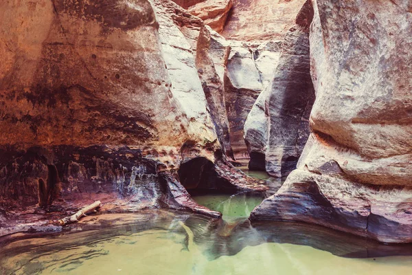 Verengt Sich Schlitzschlucht Zion Nationalpark Utah Usa — Stockfoto