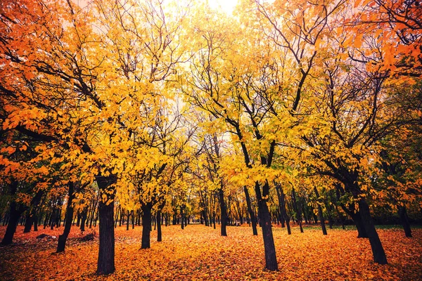 Sarı tonlarda sonbahar sahnesi