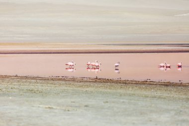 ICA çöl Peru pembe flamingolar