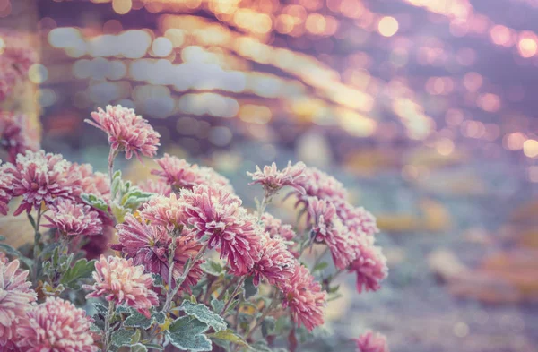 Automne Fleurs Congelées Gros Plan — Photo