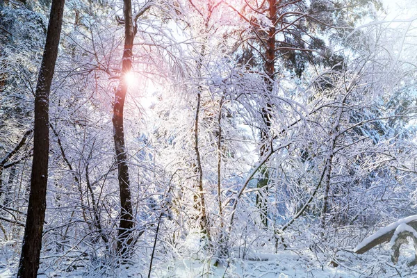 Pittoresk Snötäckt Skog Vintern — Stockfoto