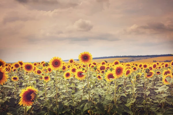 Sunflower Field Cloudy Day — Stock Photo, Image