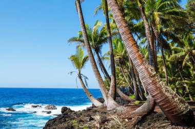 Şaşırtıcı havai plaj doğa doğal manzarası 