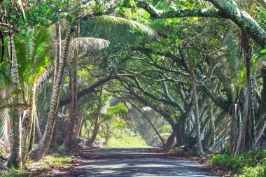 Toprak yol Big Island, Hawaii uzak ormanda