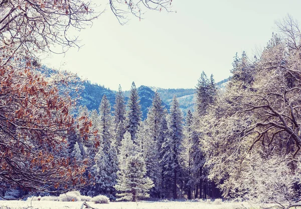 Festői Hófedte Erdő Télen — Stock Fotó