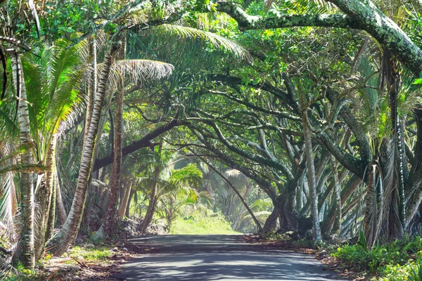 ハワイ島のリモート ジャングルで未舗装の道路 — ストック写真