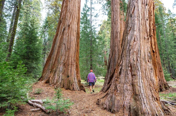 Homem Floresta Sequoias Temporada Verão — Fotografia de Stock