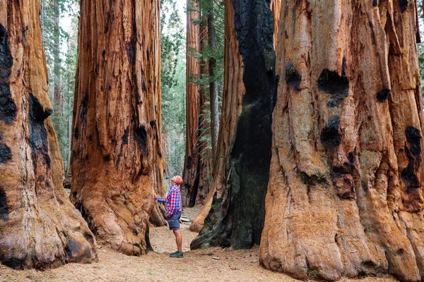 Hombre Bosque Sequoias Temporada Verano — Foto de Stock