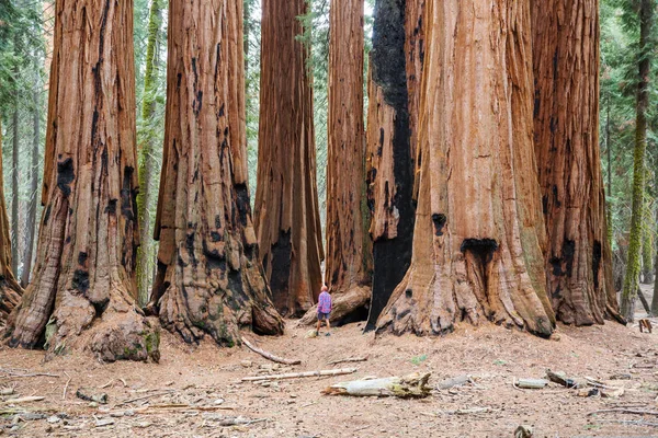 Homme Dans Forêt Sequoias Saison Estivale — Photo