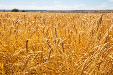 Buğday alan, yakın çekim