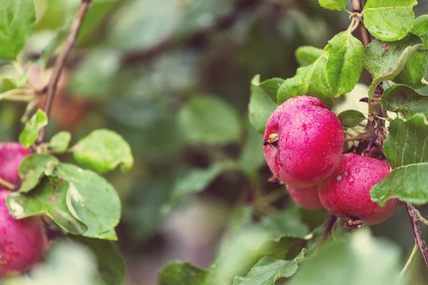 Récolte Pommes Rouges Mûres Sur Une Branche Dans Jardin — Photo