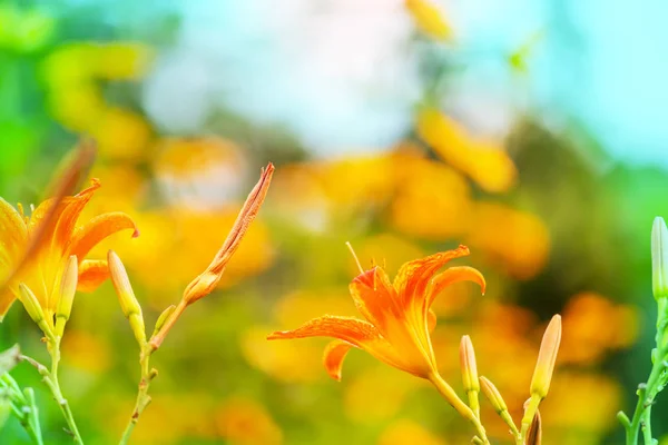 Tiro Close Das Belas Flores Adequado Para Fundo Floral — Fotografia de Stock