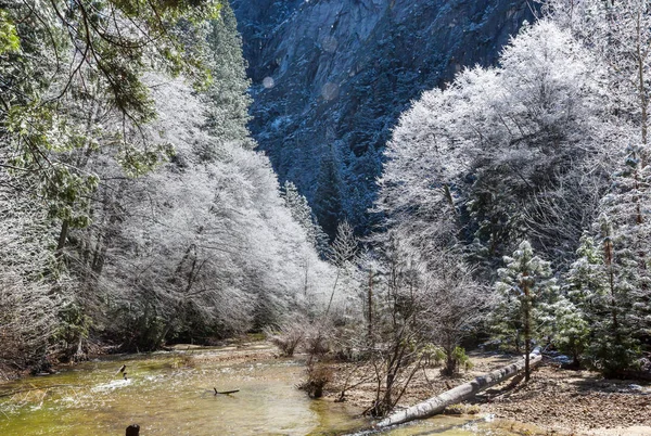 Forêt Enneigée Pittoresque Hiver — Photo