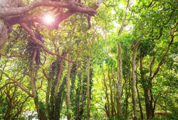 Djungel Hawaii Natur Landskap — Stockfoto