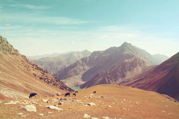 Krásné Vysoké Hory Pamir — Stock fotografie