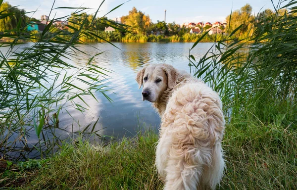 Cão Lago Floresta — Fotografia de Stock
