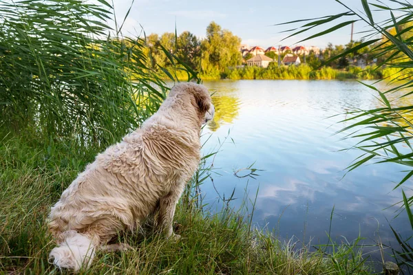 Dog Forest Lake — Stock Photo, Image