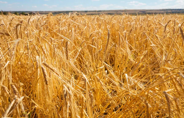 Campo Trigo Close Shot — Fotografia de Stock