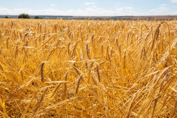 Buğday Alan Yakın Çekim — Stok fotoğraf