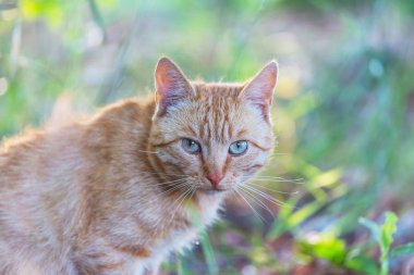 otların arasında oturan yetişkin yerli kedi