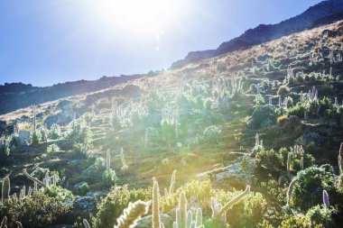 Cordillera Huayhuash, Peru, Güney Amerika 'daki güzel dağ manzaraları