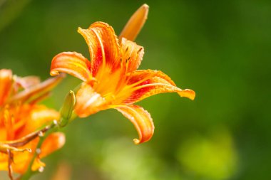 Güzel çiçeklerin yakın çekimi. Çiçek arkaplanı için uygun.