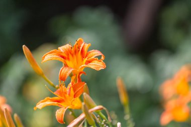 Güzel çiçeklerin yakın çekimi. Çiçek arkaplanı için uygun.